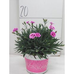 Clavell Pink Kisses