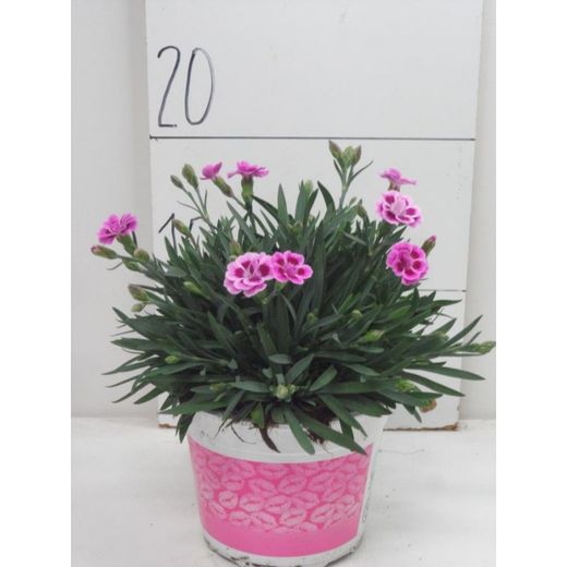 Clavell Pink Kisses