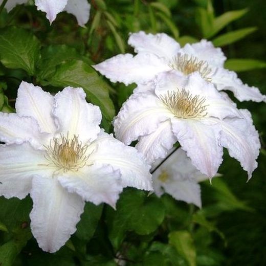Clematis