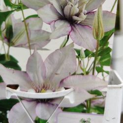 Clematis