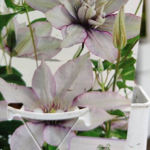 Clematis
