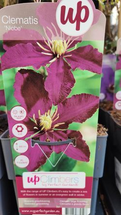 Clematis