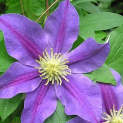 Clematis