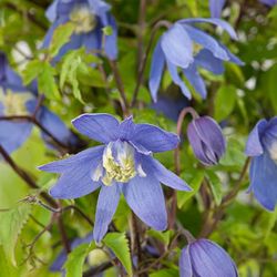 Clematis