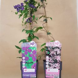 Clematis