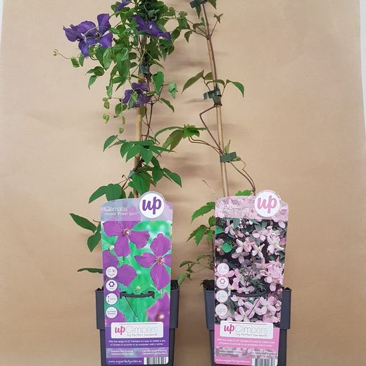 Clematis