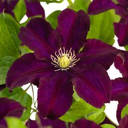 Clematis