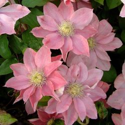 Clematis