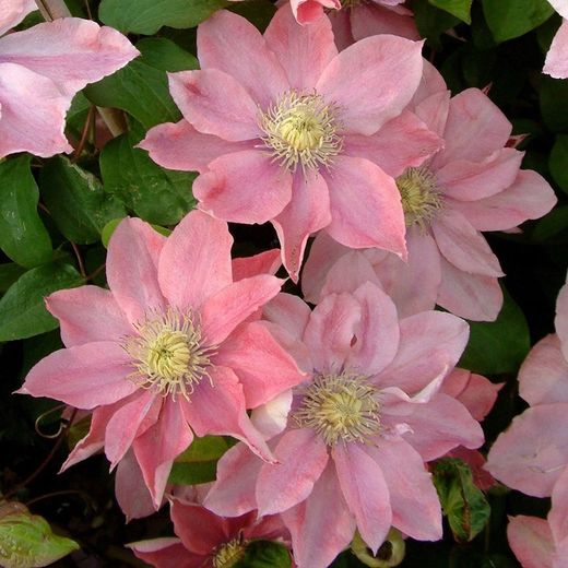 Clematis