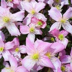 Clematis