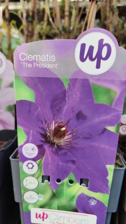 Clematis