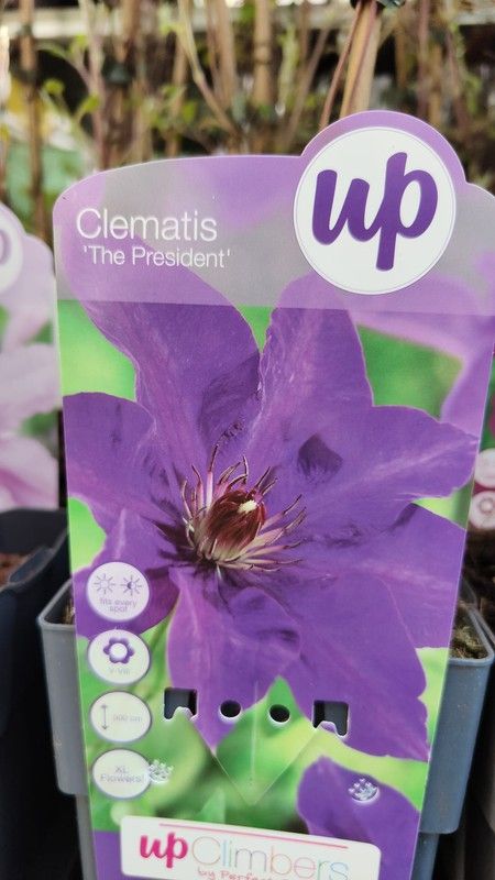 Clematis