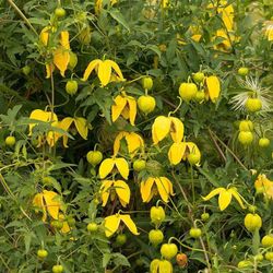 Clematis