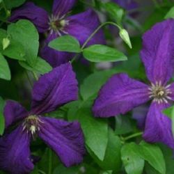 Clematis