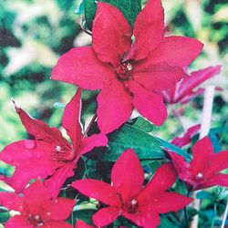 Clematis