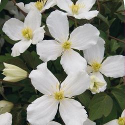 Clematis