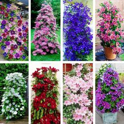 Clematis