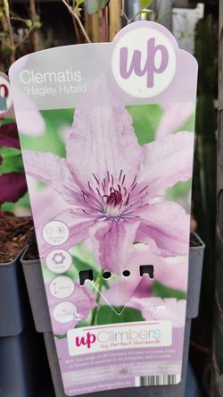 Clematis