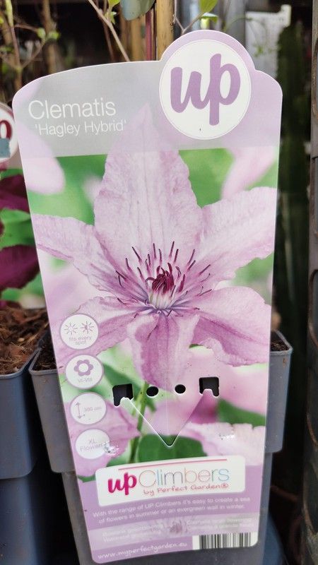 Clematis