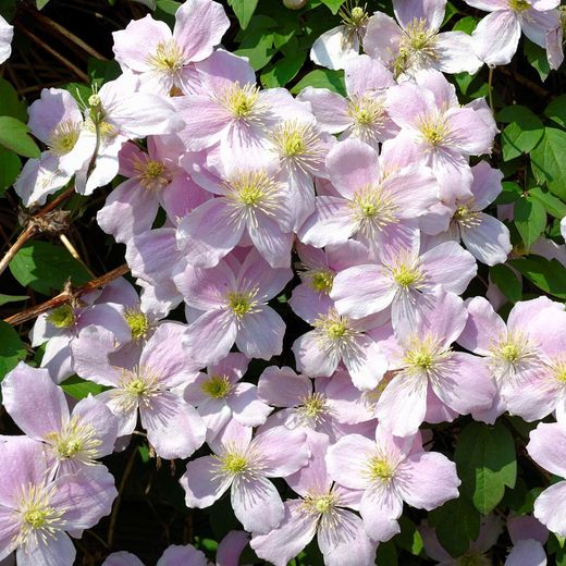 Clematis
