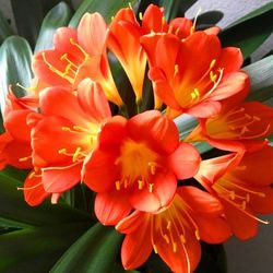 Clivia Miniata