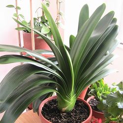 Clivia Miniata