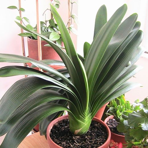 Clivia Miniata