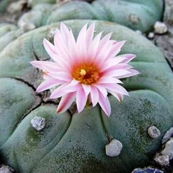 C. Lophophora williamsii