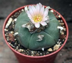 C. Lophophora williamsii