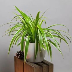 Clorophytum Laxum