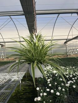 Clorophytum Laxum