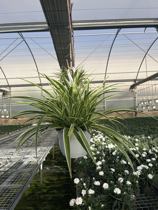 Clorophytum Laxum