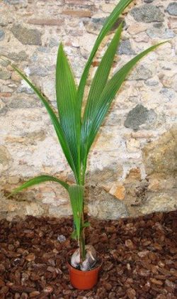 Cocos Nucifera