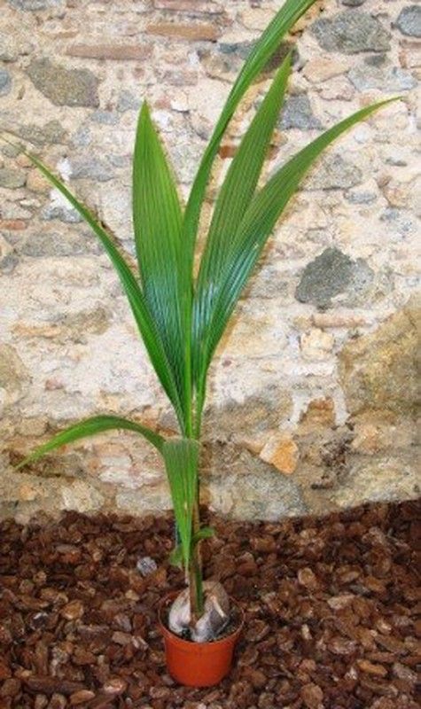 Cocos Nucifera