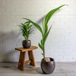 Cocos Nucifera