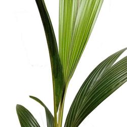 Cocos Nucifera