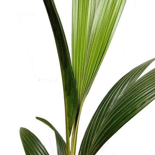 Cocos Nucifera