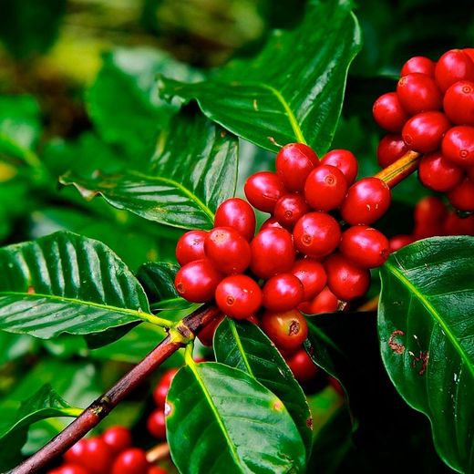 Coffea Arábica