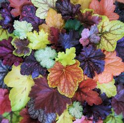 Col·lecció de Heucheras Caixa 6 uts.