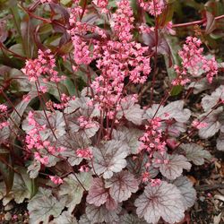 Col·lecció de Heucheras Caixa 6 uts.