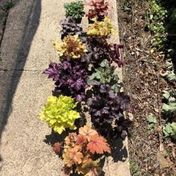 Col·lecció de Heucheras Caixa 6 uts.