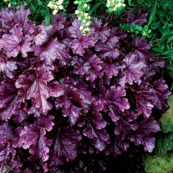 Col·lecció de Heucheras Caixa 6 uts.