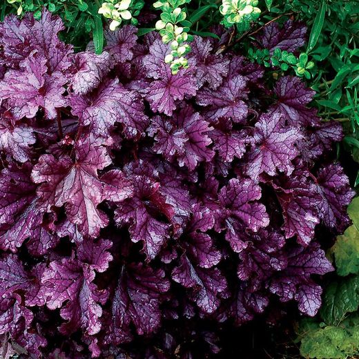 Col·lecció de Heucheras Caixa 6 uts.