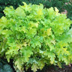 Col·lecció de Heucheras Caixa 6 uts.