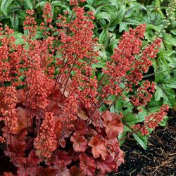 Col·lecció de Heucheras Caixa 6 uts.