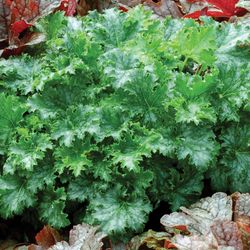 Col·lecció de Heucheras Caixa 6 uts.