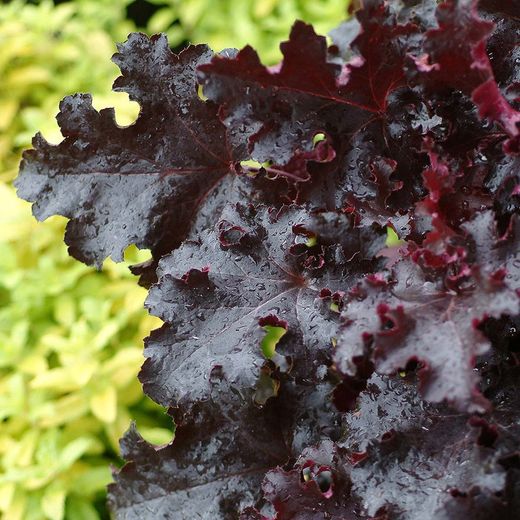 Col·lecció de Heucheras Caixa 6 uts.