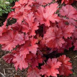 Col·lecció de Heucheras Caixa 6 uts.
