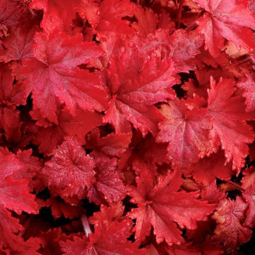 Col·lecció de Heucheras Caixa 6 uts.