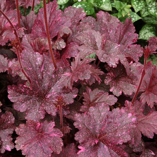 Col·lecció de Heucheras Caixa 6 uts.